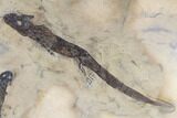 Permian Amphibians (Sclerocephalus) Plate - Pfalz, Germany #113104-2